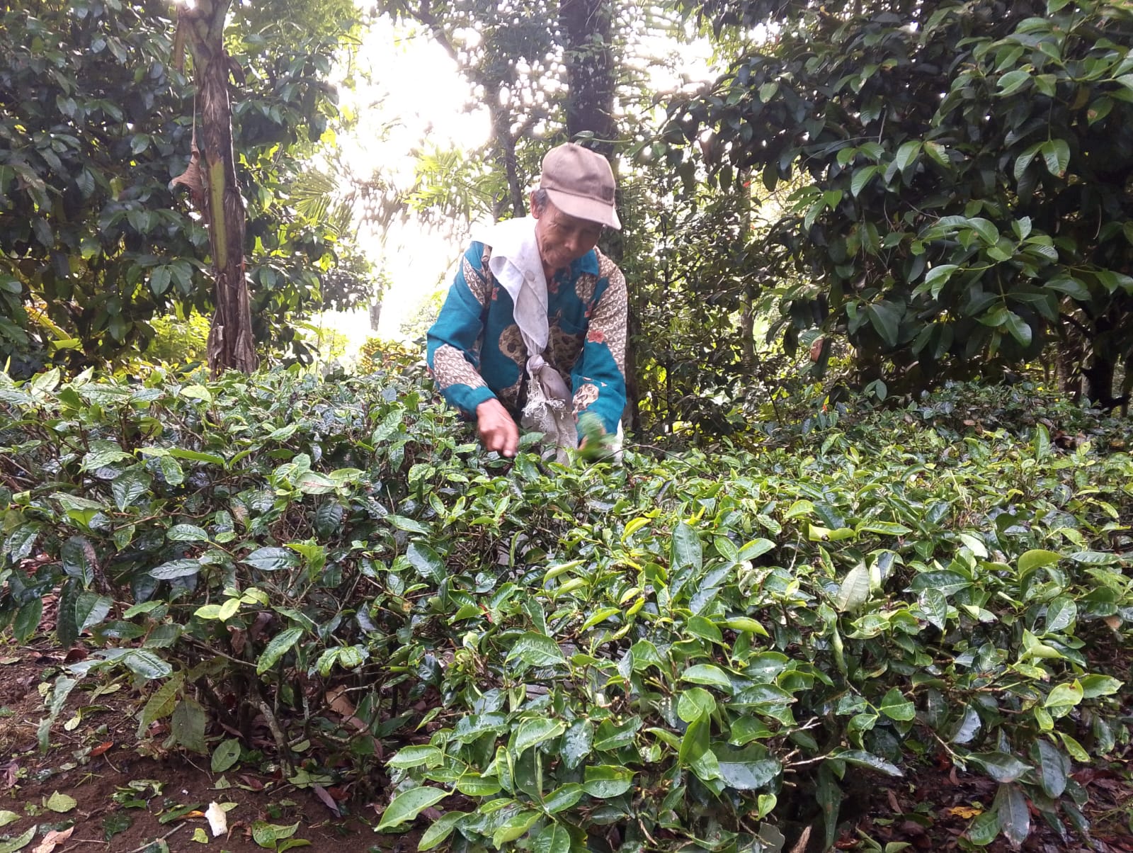 Perkebunan Teh